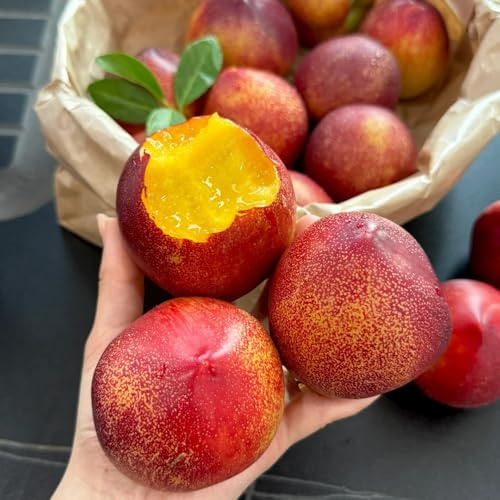 Semi di nettarina, balcone giardino di semi regali per giardinieri da frutteto acquistarere rari serre balcone vecchie varietà 5pcs