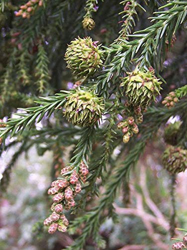 Sicheltanne Cryptomeria japonica Pflanze 15-20cm Sugi Japanische Zeder Zypresse