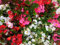 Begonia Plants, 'Organdy Mixed', 20 x Full Plant Pack, Bedding Plants, Begonias, Mixed Flowers, Begonia Mix, Garden Ready and Ready to Plant, Premium Quality Flowers