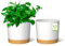 ZMTECH Vasi Per Piante Da 16,5 cm, Fioriere Moderne Con Fori Di Drenaggio e Sottovaso Staccabile, Vasi Di Plastica Per Piante Per Il Davanzale Della Casa e Del Giardino (Bianco, Set Di 2)