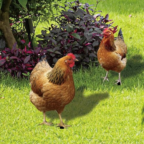 ReachMall 2 Stück Huhn Hahn Hof Kunst Gartenstecker lebensechte Dekoration Schild Acryl Hahn-Tier Garten Geflügel Statue Skulptur für Zuhause Terrasse Rasen Outdoor (A+B)