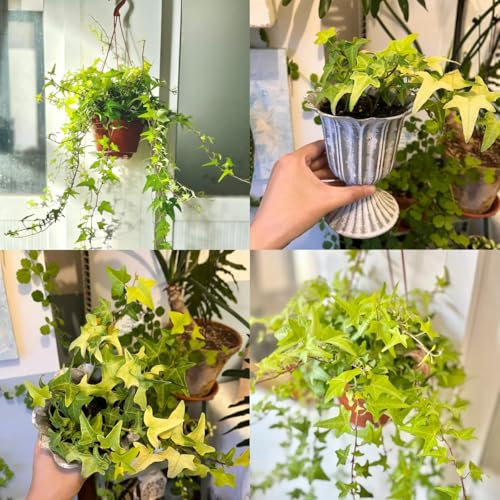 semillas de hiedra de rápido crecimiento plantas de balcón resistentes Planta de hiedra resistente para jardín plantas trepadoras de rápido crecimiento Decoración de jardín para 200pcs