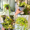 semillas de hiedra de rápido crecimiento plantas de balcón resistentes Planta de hiedra resistente para jardín plantas trepadoras de rápido crecimiento Decoración de jardín para 200pcs