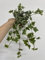 3 x Hedera Trailing Ivy | Variegated Trailing Ivy | 3 x Plants in 9cm Pot