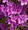 Japanische Azalee Blue Danube 20-25cm - Rhododendron obtusum - Zwerg Alpenrose