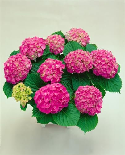 Bauernhortensie 'Red Baron' 30-40 cm Topf Hydrangea macrophylla mehrjährig