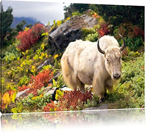 Pixxprint Schönes Yak Himalaya, Größe: 100x70cm, Leinwandbild, fertig gespannt, Wandbild, Dekoration, Kunstdruck, kein Poster