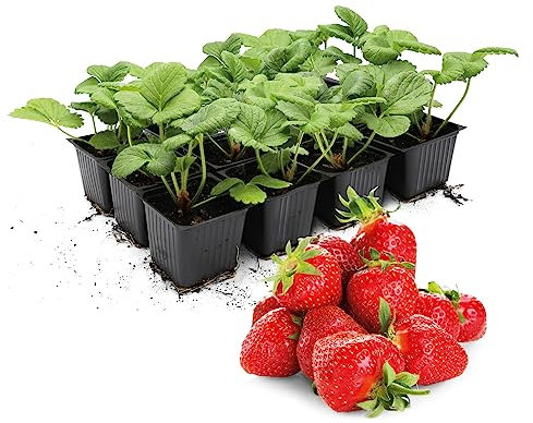 FLORTUS |Erdbeerpflanze Hummi® Rimona | 12 Pflanzen | Monatserdbeeren | große Früchte, aromatisch süß | in Beet oder Topf