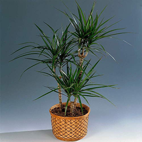 Gift Plant for Home or Office - Draceana Madagascar Dragon Tree 13cm Pot