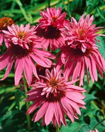 Echinacea purpurea 'Doppeldecker' ca. 9x9 cm Topf - Purpur-Sonnenhut, zweifarbige Blüten, Blütezeit Juli-September, bienenfreundlich, ideal für Rabatten