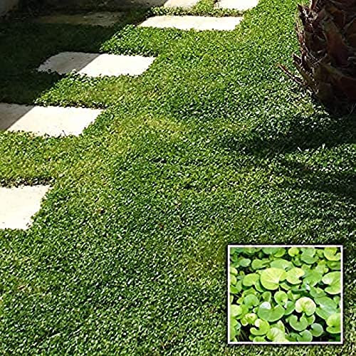 Semi di DICONDRA - Semi da prato DICHONDRA REPENS - Semi di prato che non si taglia mai - 100 grammi di SEMENTI