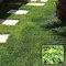 Semi di DICONDRA - Semi da prato DICHONDRA REPENS - Semi di prato che non si taglia mai - 100 grammi di SEMENTI