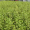 Gold-Liguster 'Aureum' Ligustrum ovalifolium - immergrün, winterhart, gelbrandig - perfekt als Heckenpflanze (80-100 cm, 10 Liter)