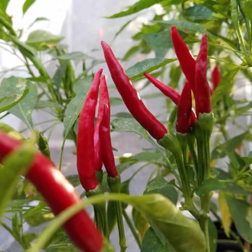 Semillas de Chili Thai Dragon - Planta de Chile Picante Variedad de Semillas Garantizada Polinizada Abierta
