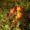 80 pcs Schlüsselblumen Samen wildblumensamen, balkon Primula veris wildblumenwiese saatgut mehrjährig, seed deko wohnzimmer blumen deko blumensamen geschenk, pflanze blumen pflanzen,