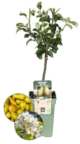 Ekologiskt päronträd – pyrus – Ø 20 cm – ca 60 cm hög – fruktträd för trädgård och balkong – lättskött och hälsosam