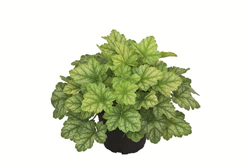 Heuchera - Purpurglöckchen Lord Lime - winterhart, im Topf 12 cm, in Gärtnerqualität von Blumen Eber - 12cm