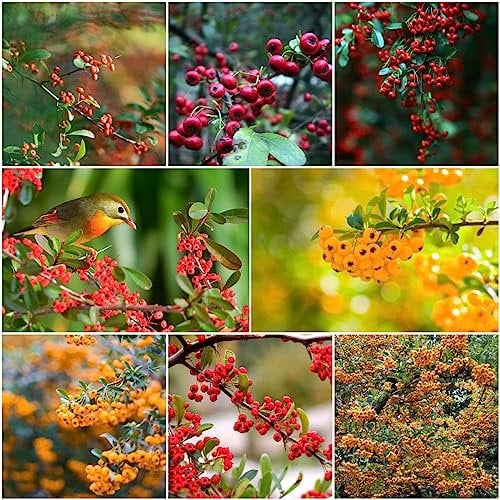 200 pcs feuerdorn pflanze samen - säulenobstbäume plant,Pyracantha fortuneana, obstbäume winterharte kübelpflanzen obstbaum plantura baumsamen bohnenkraut samen obstbäume kaufen seed