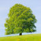 200 pcs rotbuche baum kaufen samen - wanddeko pflanzen bonzai baum pflanzendeko hochbeet für balkon bonsai bäumchen kaufen bonsai baum tree topf pflanze gartenpflanzen winterhart mehrjährig