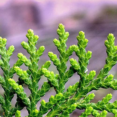 Chinese Arborvitae Thuja Orientalis - Platycladus Orientalis 20 Tree Seeds.