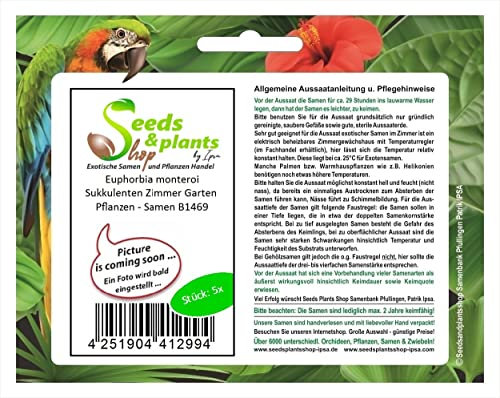 Stk - 5x Euphorbia monteroi Sukkulenten Zimmer Garten Pflanzen - Samen B1469 - Seeds & Plants Shop by Ipsa
