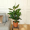 Fleurs et Délices - Plante verte - Plante d'intérieur - Ficus Elastica Robusta - 90/100 CM - sans cache pot - Fabrication Française Artisanale - Plante à Offrir