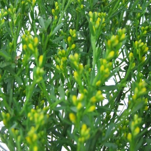 Genista Lydia - Hardy Shrub with Vibrant Yellow Flowers, Ideal for Rock Gardens and Ground Cover, Drought Tolerant and Low Maintenance: 1X or 2X 9cm Pots by Thompson and Morgan