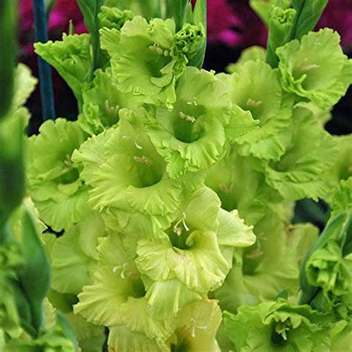 Bulbi di gladiolo,Colori Splendidi Per Un Valore Visivo,Dea arcobaleno dai fiori extra morbidi-2,7Bulbis