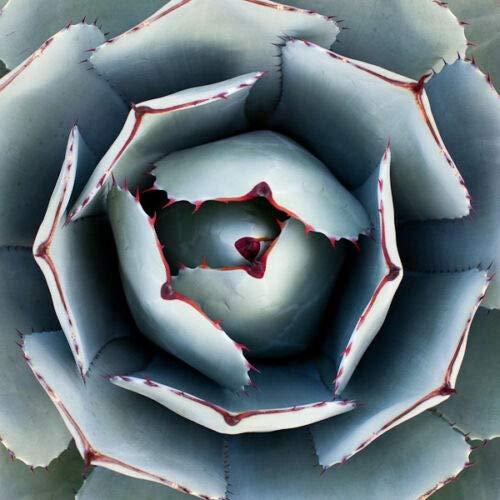 AGAVE PARRYI TRUNCATA rare succulent artichoke exotic garden aloe 100 SEEDS -