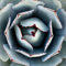 AGAVE PARRYI TRUNCATA rare succulent artichoke exotic garden aloe 100 SEEDS -