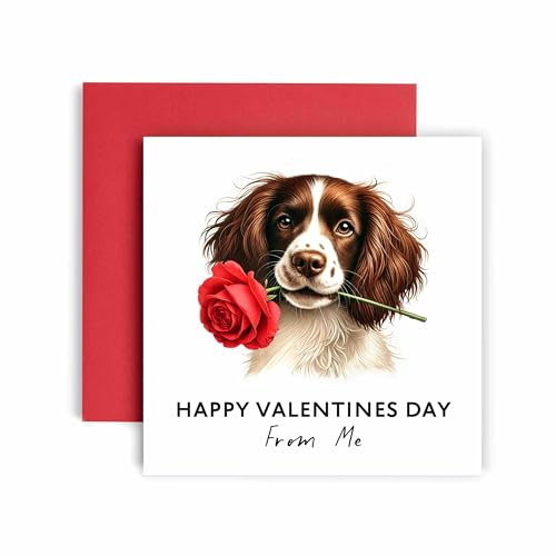 Huxters Valentines Card from the Dog – Brown Springer Spaniel - Happy Valentines to Dog Mum and Dog Dad – Best Friend (Brown White Springer Spaniel)