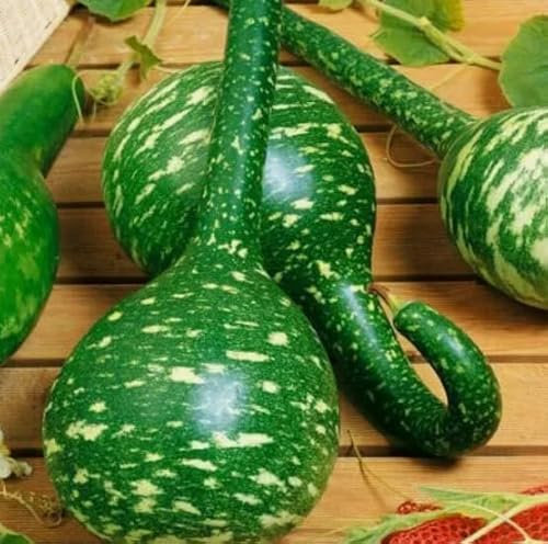 1 Pack of 10 SEEEDS Gourd Speckled SWAN - Ornamental Bottle CALABASHES