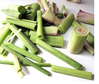 Portal Cool 20 Lemongrass Semi Deliziosamente Lemony Foliage