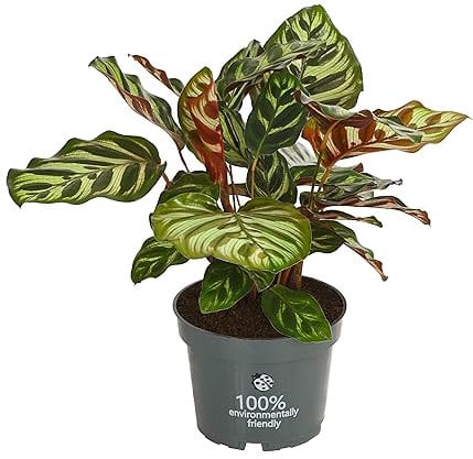 Dehner Korbmarante Makoyana, Calathea, luftreinigend, 30-40 cm, Ø Topf 12 cm, Zimmerpflanze