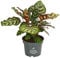 Dehner Korbmarante Makoyana, Calathea, luftreinigend, 30-40 cm, Ø Topf 12 cm, Zimmerpflanze