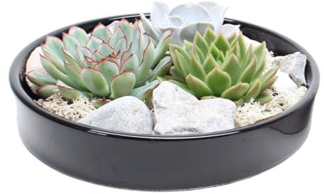 Plant in a Box - Rootless - Echeveria Garden Mix Black - Sukkulenten im dekorativen Maßstab - Schwarz - 20 cm