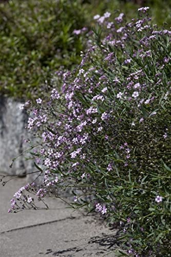 Gypsophila repens 'Rosea' ca. 9x9 cm Topf - Teppich-Schleierkraut, rosa Blüten, Blütezeit Mai-August, ideal für Steingärten, pflegeleicht und winterhart