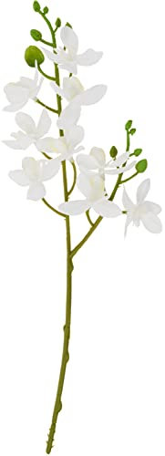 Mini Orchidee Phalaenopsis