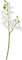 Mini Orchidee Phalaenopsis