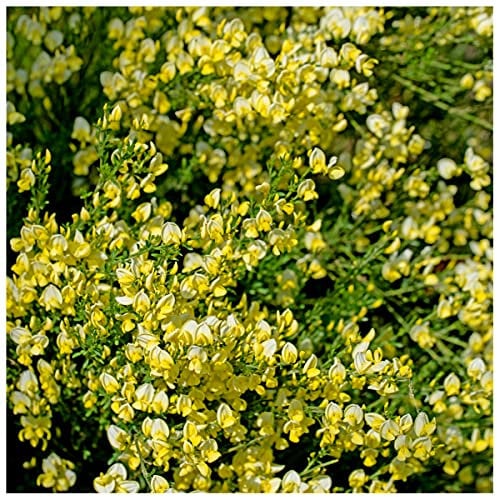 Cytisus 'Luna' Plant Broom in 9cm Pot, Stunning Fragrant Yellow Flowers 3fatpigs®