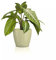 Lechuza Classico Color 14 Deco Pot de Table en Tilleul Mat Ø 15 x 13,5 cm 16683