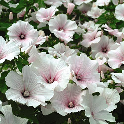 Lavatera Seeds Hardy Annual Mallow 'Dwarf Pink Blush' Grow Your Own 1 Packet of Seeds