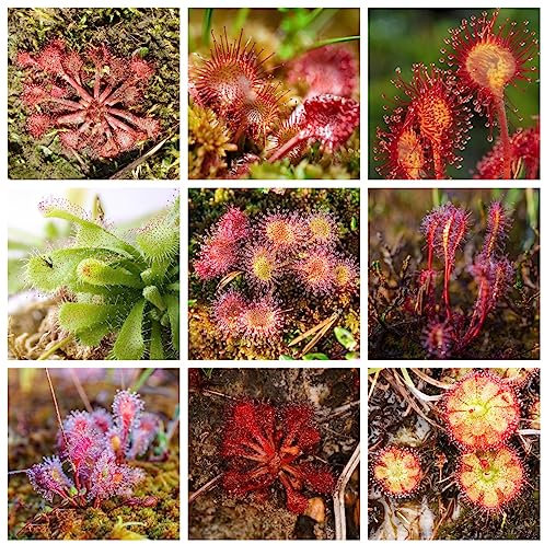 100 pcs Fleischfressende Pflanzen - Drosera Peltata Steingartenpflanzen Winterhart Drosera Stolonifera Mini Gewächshaus Sukkulenten Echte Pflanzen Winterhart Kräutergarten Balkon Outdoor