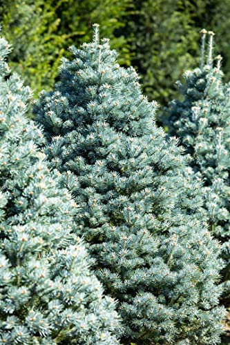 Zwerg-Felsengebirgstanne 'Compacta' 30-40 cm Topf Abies lasiocarpa
