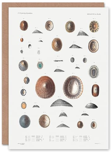 Artery8 Augustus A Gould Art Card Limpet Sea Snail Shell Varieties
