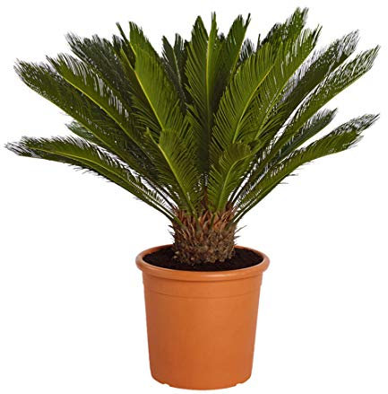 Dehner Sagopalmfarn, Cycas revoluta, palmenartige Urpflanze, 35-40 cm inkl. Pflanztopf, Ø Topf 12 cm, Zimmerpflanze
