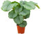 PLNTS - Calathea Orbifolia - Plante verte - Plante d'intérieur en 19 cm Pot - Hauteur 60 cm