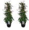 Plant in a Box - Jasminum polyanthum - 2er set - Jasminpflanze Pyramid - Garten Kletterpflanz immergrün - Topf 17cm - Höhe 60-70cm