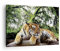 Bilder auf Leinwand Tiger Dschungel Ruhe Leinwandbild mit Rahmen 70x50cm Wandbilder Dekoration Wohnzimmer Schlafzimmer Küche Deko Klein Wanddeko Bild Wand Kunstdruck Art Wall Decor Canvas AA70x50-4166