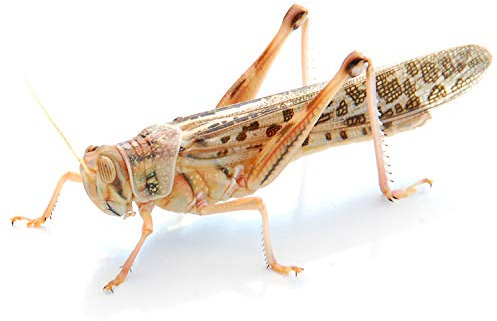 easy Zoo Wüstenheuschrecken groß 50 Stk. für Reptilien, Vögel, Amphibien u.v.m.
